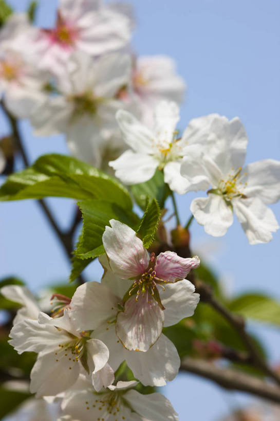 竖图,彩色,室外,特写,白天,樱花,北京,中国,局部,图片,花,花卉,树枝,自然,竖,摄影,东亚,bj174