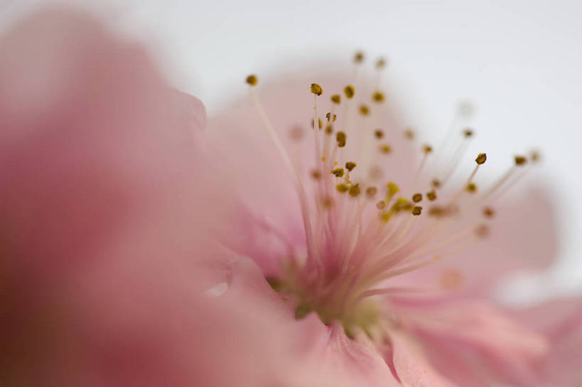 横图,彩色,室外,特写,白天,桃花,北京,中国,局部,图片,花,花朵,花卉,自然,摄影,东亚,bj174
