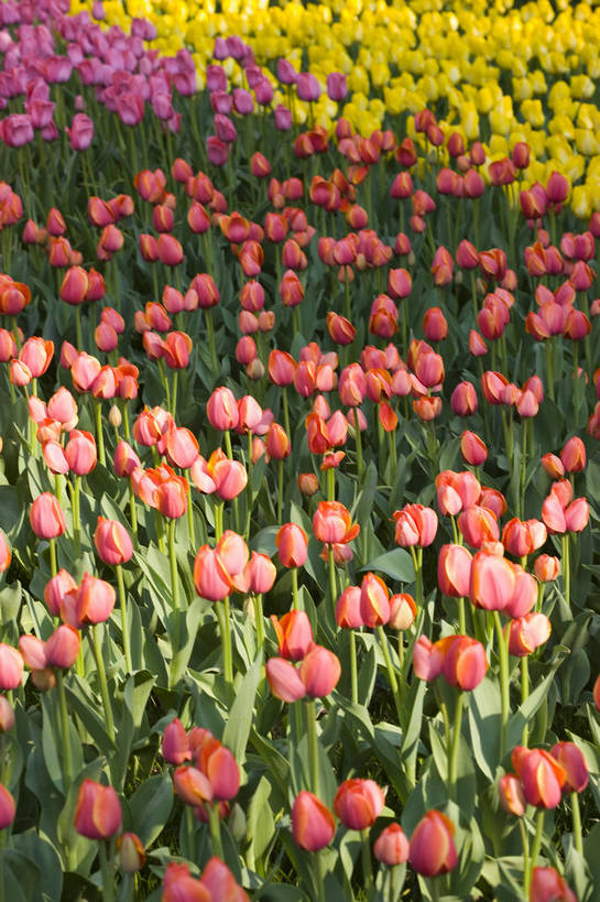 花园,竖图,彩色,室外,特写,白天,花圃,郁金香,北京,中国,图片,花,花卉,自然,竖,摄影,东亚,bj174