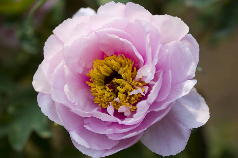 横图,彩色,室外,特写,白天,牡丹花,北京,中国,局部,图片,花,花朵,花卉,自然,竖,摄影,富贵,东亚,鼠姑,鹿韭,白茸,百雨金,浓情,圆满,富贵花,洛阳花,牡丹,木芍药,芍药,bj174