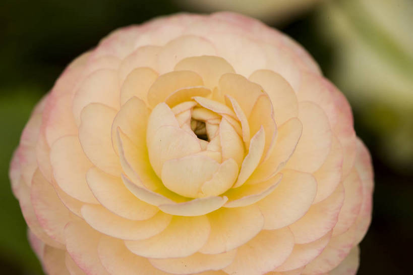 横图,彩色,室外,特写,白天,月季花,北京,中国,局部,图片,花,花朵,花卉,自然,摄影,东亚,月季,bj174