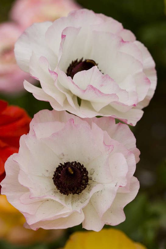 竖图,彩色,室外,特写,白天,月季花,北京,中国,局部,图片,花,花朵,花卉,自然,竖,摄影,东亚,月季,bj174