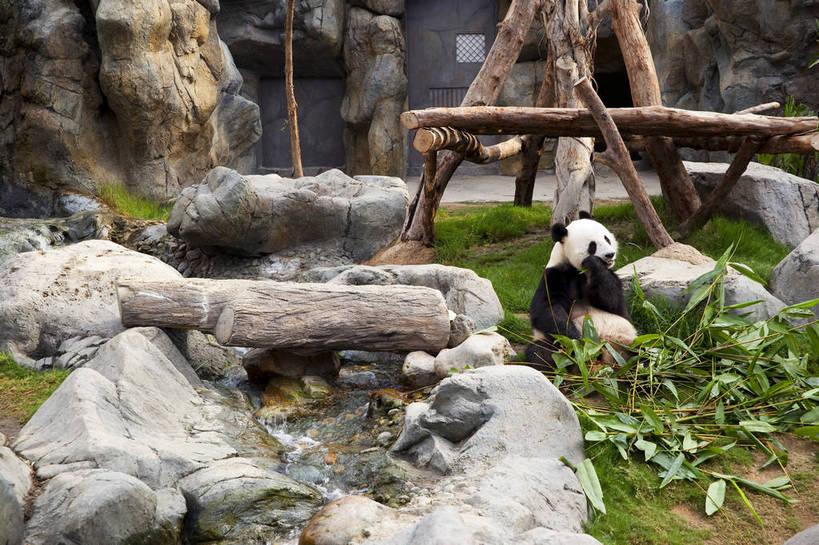 无人,吃,横图,彩色,室外,白天,旅游,度假,石头,名胜古迹,标志建筑,地标,建筑,竹子,熊猫,香港,中国,遗迹,石子,图片,古迹,文物,娱乐,建设,古建筑,海洋公园,动物,享受,休闲,国宝,旅游胜地,放松,可爱,珍稀动物,都市风光,文明,中国文化,古文明,石块,岩石,旅行,bj174