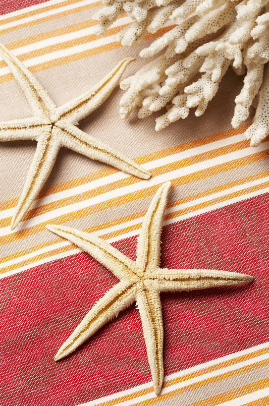 无人,竖图,棚拍,背景,海洋,海星,静物,条纹,形状,标本,布,珊瑚,海边,星星,海洋生物,无脊椎动物,桌布,自然,动物,星形,水生动物,水生物,五角形,海滩,五角星,bj174