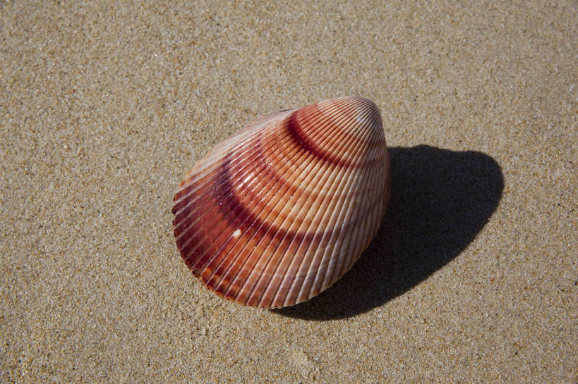 横图,彩色,室外,特写,白天,旅游,沙滩,静物,贝壳,三亚,沙子,图片,扇贝,海洋生物,海南,一个,自然,摄影,海滩,旅行,亚龙湾,bj174