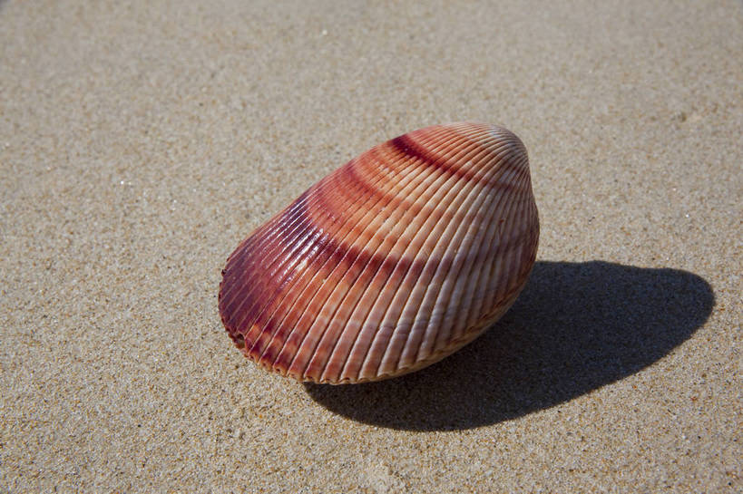 横图,彩色,室外,特写,白天,旅游,沙滩,静物,贝壳,三亚,沙子,图片,扇贝,海洋生物,海南,一个,自然,摄影,海滩,旅行,亚龙湾,bj174