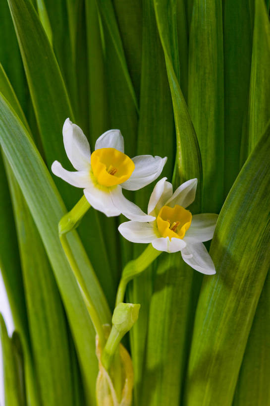 竖图,彩色,室内,特写,白天,水仙花,静物,图片,花朵,花卉,白色,自然,多个,摄影,叶,影棚拍摄,bj174