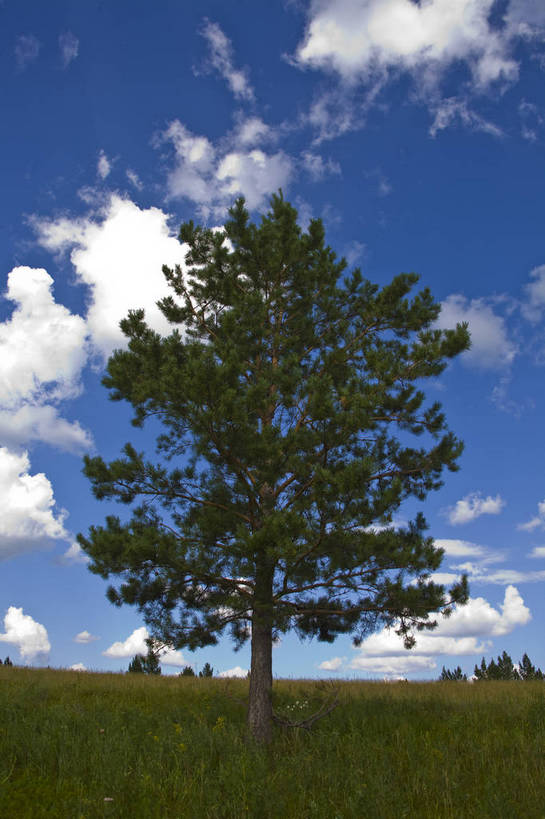 无人,竖图,彩色,室外,白天,草地,草原,中国,亚洲,图片,树,白云,天空,自然,蒙,摄影,风光,原野,东亚,内蒙古,中华人民共和国,华北地区,内蒙古自治区,阿尔山,bj174