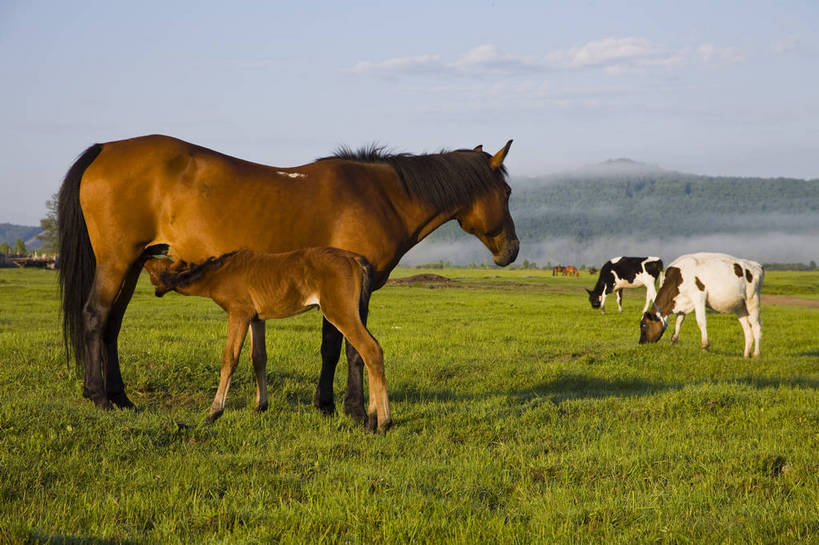 无人,横图,彩色,室外,白天,草地,草原,田园,马,牛,中国,亚洲,放牧,图片,白云,天空,自然,动物,蒙,摄影,风光,原野,东亚,内蒙古,中华人民共和国,华北地区,内蒙古自治区,额尔古纳,bj174