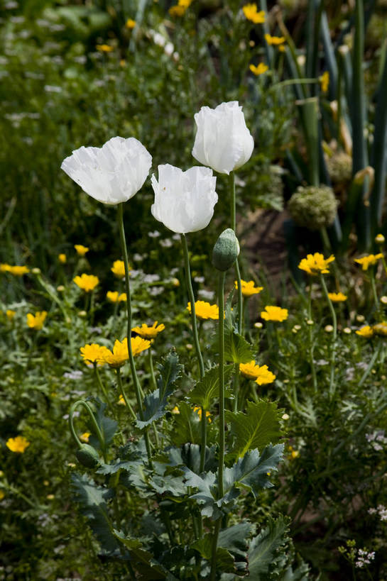 无人,竖图,彩色,室外,特写,白天,草地,草原,中国,亚洲,图片,野花,自然,蒙,摄影,原野,东亚,内蒙古,中华人民共和国,华北地区,内蒙古自治区,额尔古纳,bj174