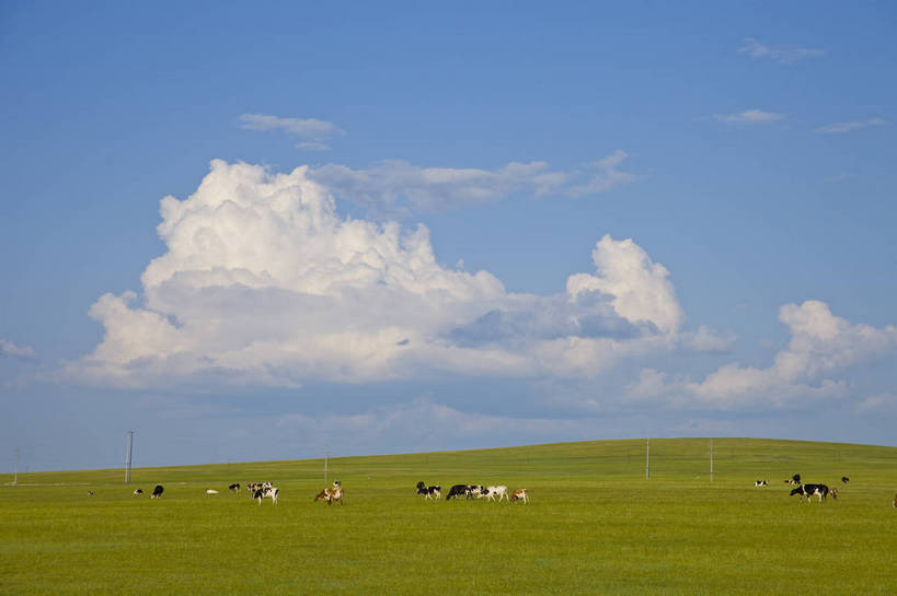无人,横图,彩色,室外,白天,草地,草原,田园,牛,中国,亚洲,放牧,图片,白云,天空,自然,动物,蒙,摄影,风光,原野,东亚,内蒙古,中华人民共和国,华北地区,内蒙古自治区,呼伦贝尔,bj174