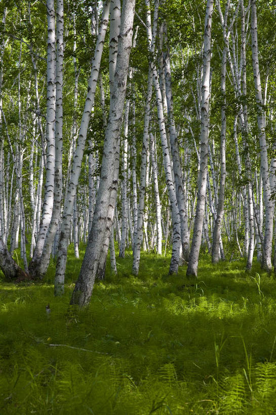 无人,竖图,彩色,室外,特写,白天,草原,森林,中国,亚洲,图片,树,自然,蒙,摄影,风光,东亚,内蒙古,中华人民共和国,华北地区,内蒙古自治区,呼伦贝尔,bj174