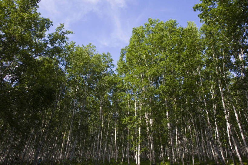 无人,横图,彩色,室外,特写,白天,草原,森林,中国,亚洲,图片,树,自然,蒙,摄影,风光,东亚,内蒙古,中华人民共和国,华北地区,内蒙古自治区,呼伦贝尔,bj174