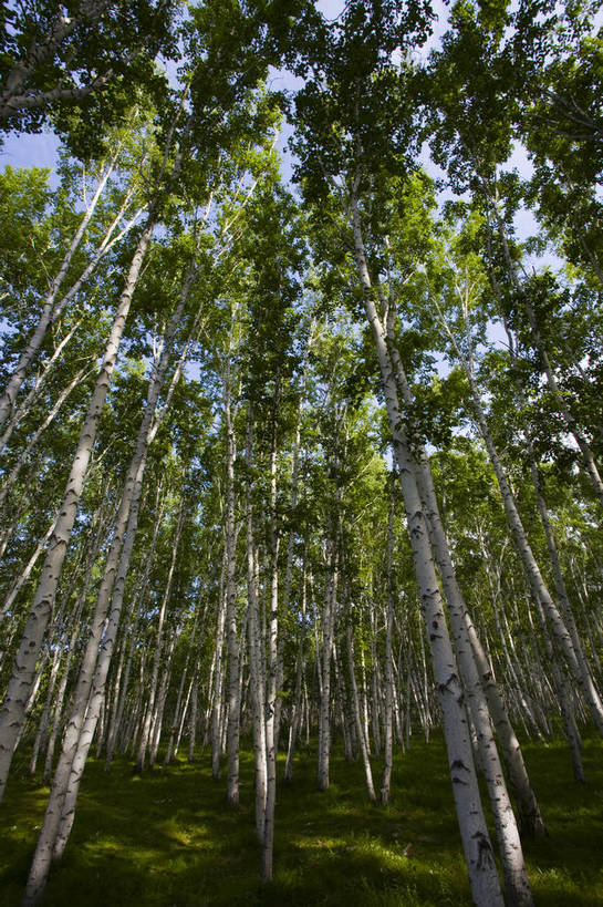 无人,竖图,彩色,室外,特写,白天,草原,森林,中国,亚洲,图片,树,自然,蒙,摄影,风光,东亚,内蒙古,中华人民共和国,华北地区,内蒙古自治区,呼伦贝尔,bj174