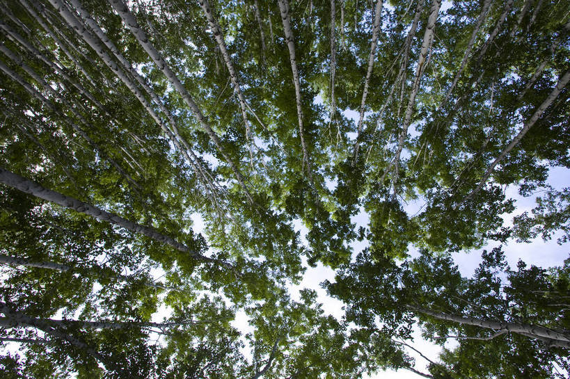 无人,横图,彩色,室外,特写,白天,草原,森林,中国,亚洲,图片,树,自然,蒙,摄影,风光,东亚,内蒙古,中华人民共和国,华北地区,内蒙古自治区,呼伦贝尔,bj174