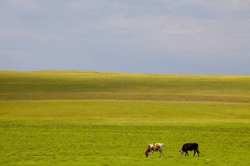 无人,横图,彩色,室外,白天,草地,草原,田园,牛,中国,亚洲,放牧,图片,水塘,白云,天空,自然,蒙,摄影,风光,原野,东亚,内蒙古,中华人民共和国,华北地区,内蒙古自治区,呼伦贝尔,bj174