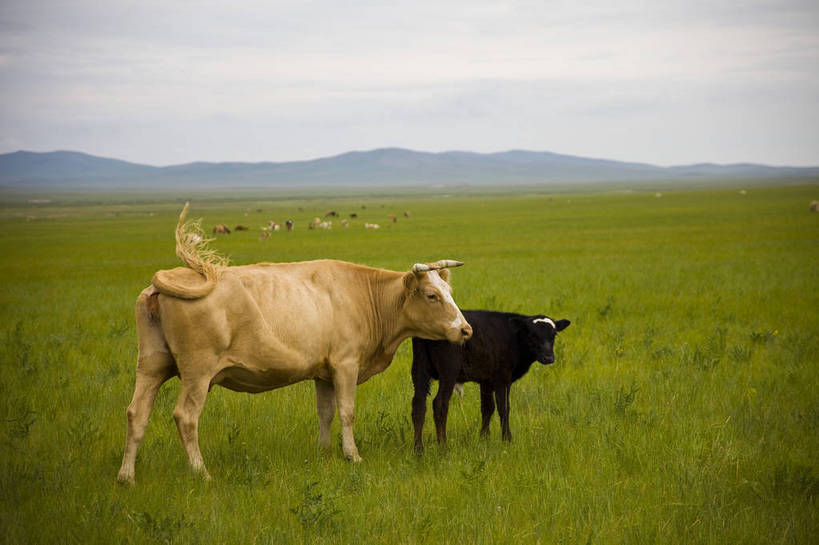 无人,横图,彩色,室外,白天,草地,草原,田园,牛,放牧,图片,白云,天空,自然,摄影,风光,原野,bj174