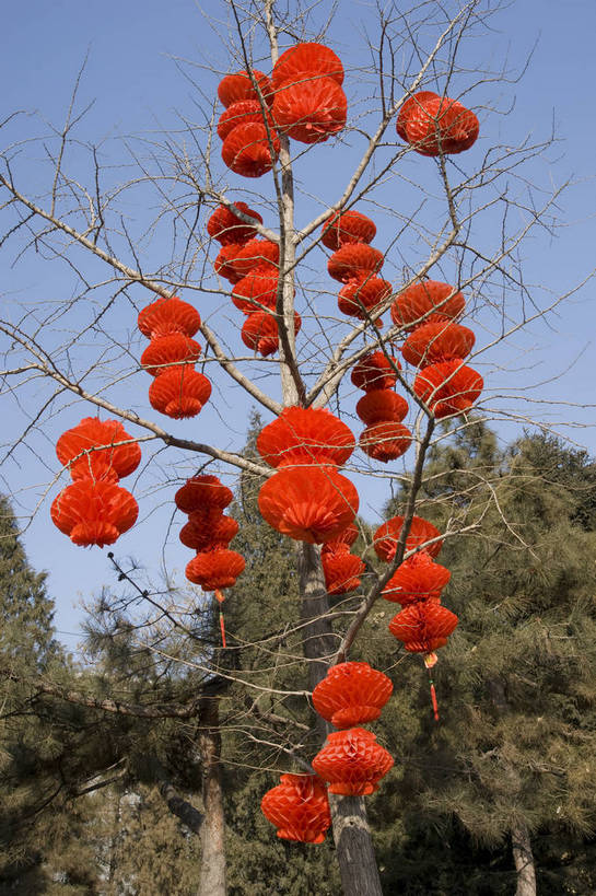 无人,摄影师,竖图,彩色,室外,白天,仰视,树林,植物,北京,中国,春节,亚洲,节日,庆祝,民俗,纸灯笼,冬季,庙会,文化,传统,东方,庆典,喜庆,晴天,纪念,文明,近景,中国文化,摄像师,地坛,bj174
