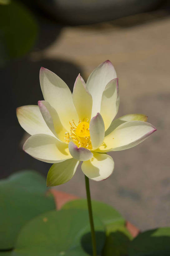 无人,摄影师,公园,竖图,彩色,室外,白天,城市,北京,中国,亚洲,盛开,池塘,水池,东方,摄影,水生植物,摄像师,娇艳,娇嫩,荷花,旅行,淡雅,莲花池公园,bj174