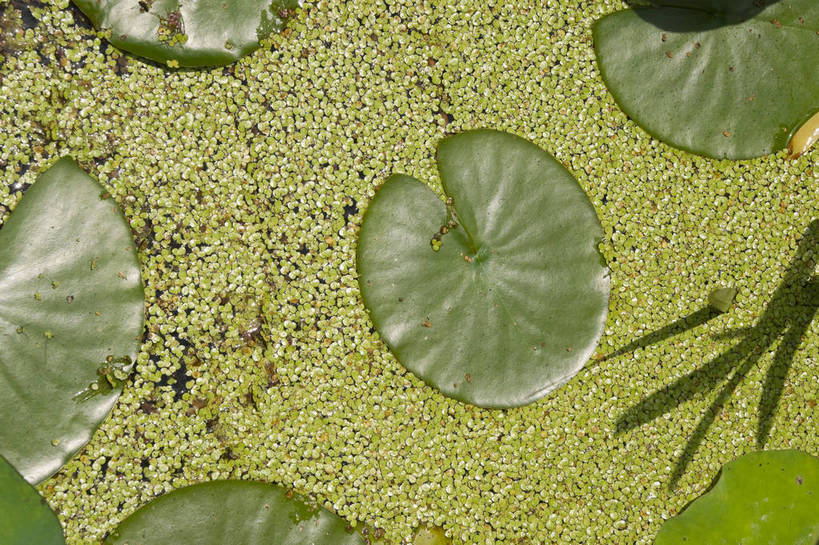 无人,摄影师,公园,横图,俯视,彩色,室外,白天,城市,北京,中国,亚洲,池塘,水池,翠绿,荷叶,东方,阳光,摄影,晴天,水生植物,摄像师,荷花,高角度拍摄,旅行,莲花池公园,bj174