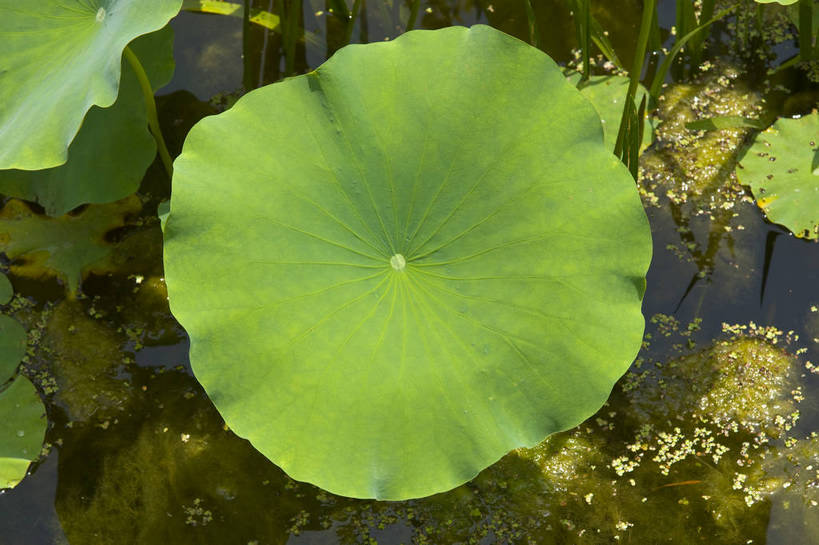 无人,摄影师,公园,横图,俯视,彩色,室外,白天,城市,北京,中国,亚洲,池塘,水池,翠绿,荷叶,东方,阳光,摄影,晴天,水生植物,摄像师,娇嫩,高角度拍摄,旅行,莲花池公园,bj174