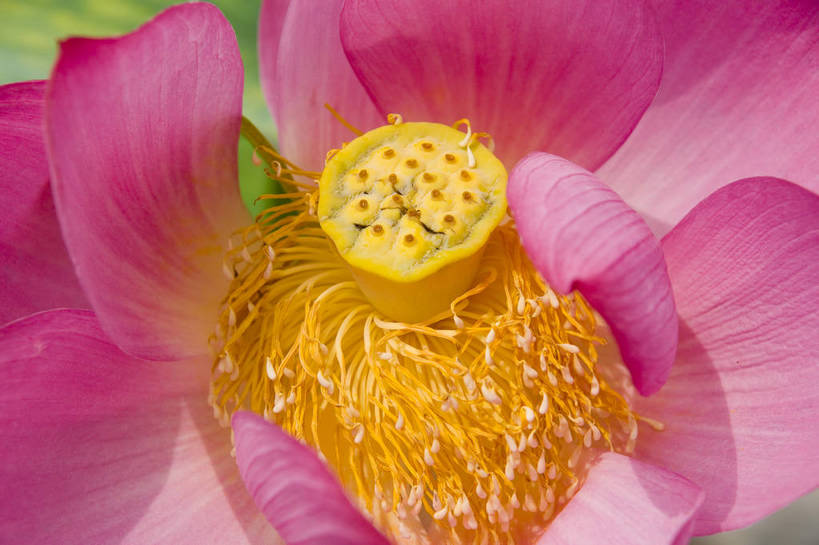 无人,摄影师,横图,彩色,室外,白天,盛开,池塘,水池,花心,粉红,美丽,嫩黄,花瓣,花蕊,摄影,水生植物,摄像师,娇艳,娇嫩,荷花,bj174