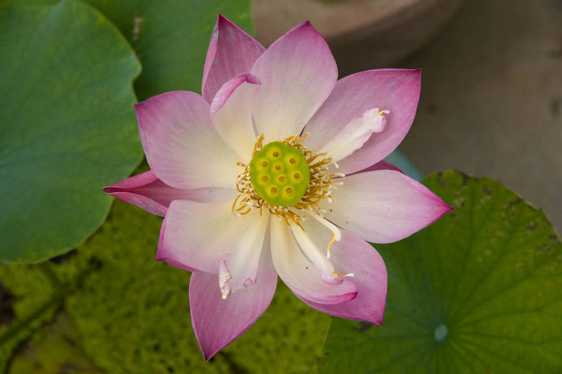 无人,摄影师,横图,彩色,室外,白天,盛开,池塘,水池,荷叶,粉红,美丽,花瓣,花蕊,摄影,莲蓬,水生植物,摄像师,娇艳,娇嫩,荷花,bj174