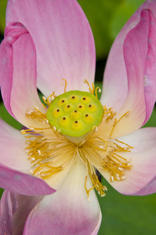 无人,摄影师,竖图,彩色,室外,白天,盛开,池塘,水池,花心,粉红,美丽,嫩黄,花瓣,花蕊,摄影,水生植物,摄像师,娇艳,娇嫩,荷花,bj174