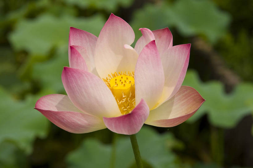 无人,摄影师,横图,彩色,室外,白天,盛开,池塘,水池,荷叶,粉红,美丽,嫩黄,花瓣,花蕊,摄影,莲蓬,水生植物,摄像师,娇艳,娇嫩,荷花,淡雅,bj174