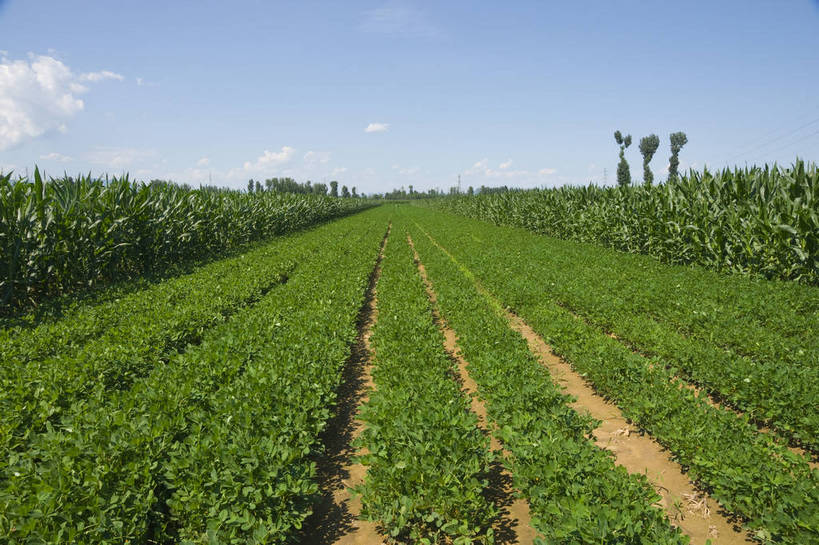 无人,摄影师,横图,彩色,室外,白天,农作物,田地,白云,蓝天,阳光,摄影,茂盛,晴天,宁静,自然风光,无污染,摄像师,bj174