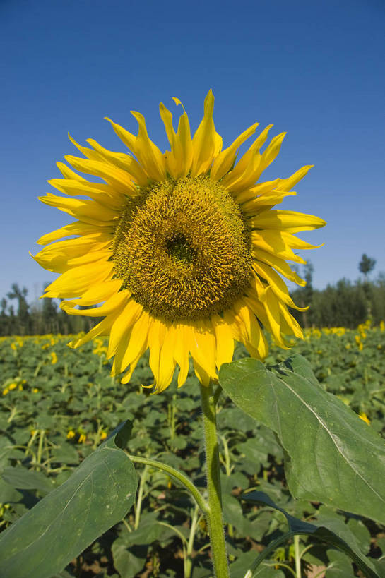 无人,摄影师,竖图,彩色,室外,白天,向日葵,生气,盛开,花瓣,绿色,蓝天,阳光,花田,太阳花,活力,摄影,朝气,金黄色,晴天,生机,希望,耀眼,繁茂,无污染,生机勃勃,摄像师,旺盛,bj174