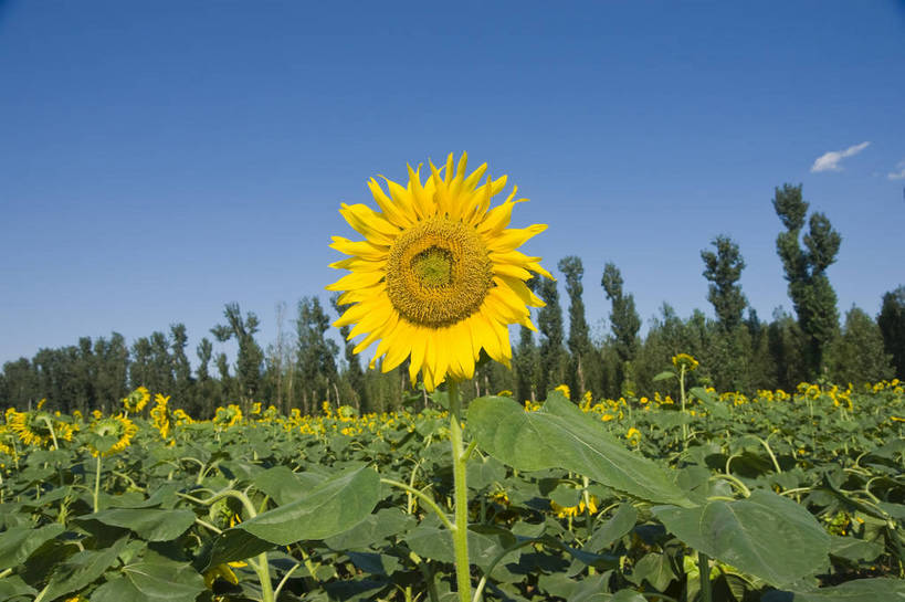 无人,摄影师,横图,彩色,室外,白天,向日葵,生气,盛开,花瓣,绿色,蓝天,阳光,花田,太阳花,活力,摄影,朝气,金黄色,晴天,生机,希望,耀眼,繁茂,无污染,生机勃勃,摄像师,旺盛,bj174