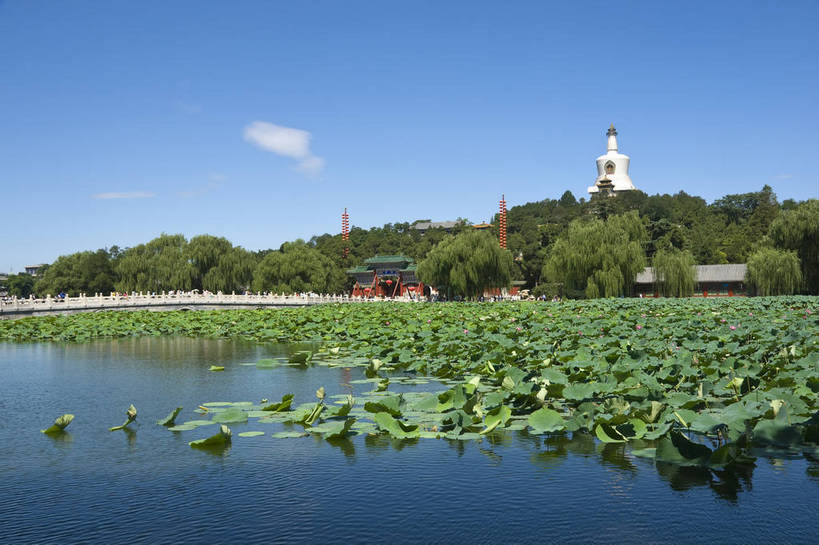 无人,摄影师,横图,彩色,室外,白天,旅游,名胜古迹,建筑,北海公园,北京,中国,亚洲,古老,古迹,历史,文化,文物,白塔,遗址,树木,名胜,风景,蓝天,阳光,荷塘,晴天,文明,摄像师,气势,幽静,荷花,bj174