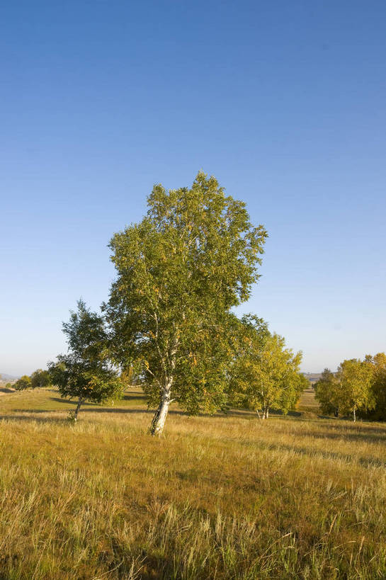 无人,摄影师,竖图,彩色,室外,白天,旅游,草原,美景,坝上,中国,亚洲,景观,辽阔,树木,名胜,风景,蓝天,阳光,自然,景色,晴天,自然风光,东亚,摄像师,塞罕坝,中华人民共和国,华北地区,河北,河北省,冀,承德,承德市,幽静,秀美,自然景观,丰宁县,大滩镇,坝上草原,丰宁满族自治县,京北第一草原,丰宁,bj174
