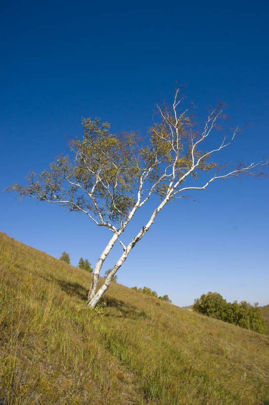 无人,摄影师,竖图,彩色,室外,白天,旅游,草原,美景,坝上,中国,亚洲,景观,山坡,辽阔,树木,名胜,风景,蓝天,阳光,自然,景色,晴天,自然风光,东亚,摄像师,塞罕坝,中华人民共和国,华北地区,河北,河北省,冀,承德,承德市,幽静,秀美,自然景观,丰宁县,大滩镇,坝上草原,丰宁满族自治县,京北第一草原,丰宁,bj174
