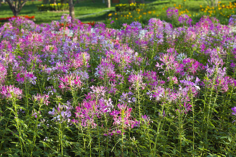 公园,花园,横图,彩色,室外,白天,旅游,度假,名胜古迹,标志建筑,地标,建筑,西安,中国,遗迹,图片,景观,野花,古迹,文物,娱乐,建设,古建筑,花卉,自然,享受,休闲,旅游胜地,放松,摄影,园林,展览,古文明,陕西省,展览会,博览会,花博会,中国花卉博览会,bj174
