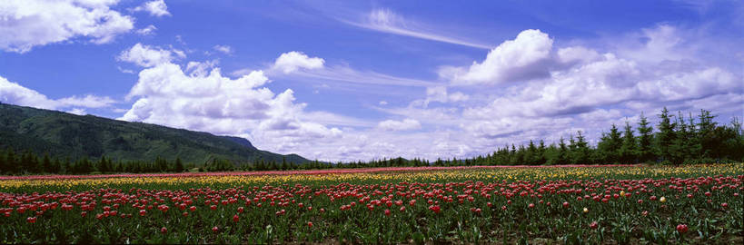 无人,花园,横图,彩色,室外,白天,旅游,度假,草原,美景,名胜古迹,森林,山脉,树林,田园,标志建筑,地标,建筑,香格里拉,中国,亚洲,遗迹,图片,田野,野花,古迹,文物,娱乐,建设,古建筑,迪庆,云南,花,白云,风景,蓝天,天空,自然,平原,享受,休闲,远景,旅游胜地,放松,摄影,地理,风光,宁静,空旷,自然风光,古文明,东亚,中甸,迪庆藏族自治州,云南省,中华人民共和国,西南地区,滇,迪庆州,香格里拉县,小中甸镇,bj174