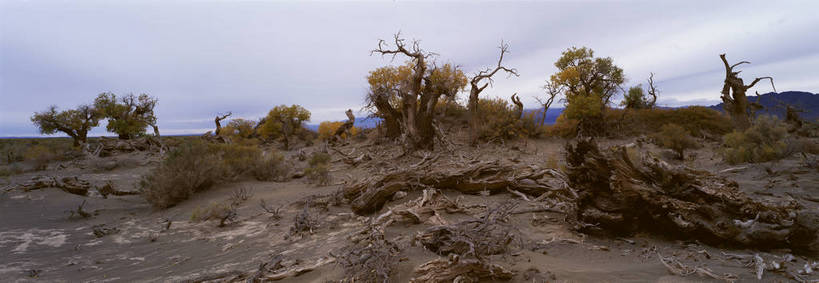 无人,横图,彩色,室外,白天,旅游,度假,美景,名胜古迹,沙漠,树林,标志建筑,地标,建筑,中国,亚洲,遗迹,图片,云,古迹,文物,娱乐,建设,古建筑,树,风景,蓝天,天空,自然,享受,休闲,旅游胜地,放松,蒙,摄影,地理,风光,宁静,杨树,自然风光,古文明,东亚,内蒙古,新疆,胡杨,轮台,轮台县,中华人民共和国,华北地区,内蒙古自治区,阿拉善,阿拉善盟,新疆维吾尔自治区,西北地区,巴音郭楞,巴音郭楞蒙古自治州,苍凉,秋天,新,额济纳,额济纳旗,额济纳胡杨林,轮台胡杨林,bj174