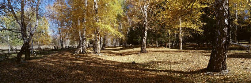 无人,横图,彩色,室外,白天,旅游,度假,美景,名胜古迹,树林,标志建筑,地标,建筑,中国,亚洲,遗迹,图片,云,古迹,文物,娱乐,建设,古建筑,树,黄色,风景,蓝天,天空,自然,享受,休闲,旅游胜地,放松,摄影,地理,风光,宁静,自然风光,古文明,东亚,新疆,阿勒泰地区,伊犁,中华人民共和国,新疆维吾尔自治区,西北地区,阿勒泰,阿勒泰市,伊犁哈萨克自治州,苍凉,秋天,新,bj174