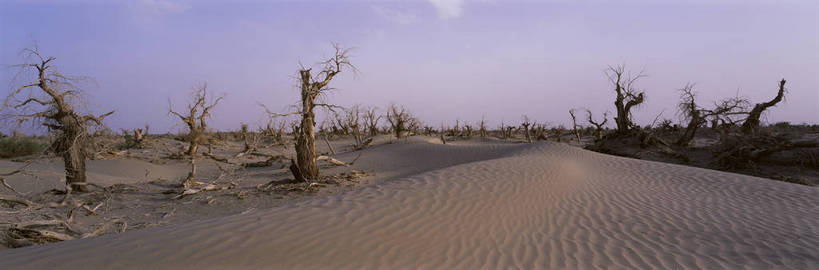 无人,横图,彩色,室外,白天,旅游,度假,美景,名胜古迹,沙漠,树林,标志建筑,地标,建筑,中国,亚洲,遗迹,图片,河道,河床,古迹,文物,娱乐,建设,古建筑,树,风景,天空,自然,享受,休闲,旅游胜地,放松,蒙,摄影,地理,风光,宁静,杨树,干涸,自然风光,河谷,古文明,东亚,内蒙古,新疆,胡杨,轮台,轮台县,中华人民共和国,华北地区,内蒙古自治区,阿拉善,阿拉善盟,新疆维吾尔自治区,西北地区,巴音郭楞,巴音郭楞蒙古自治州,苍凉,秋天,新,额济纳,额济纳旗,额济纳胡杨林,bj174