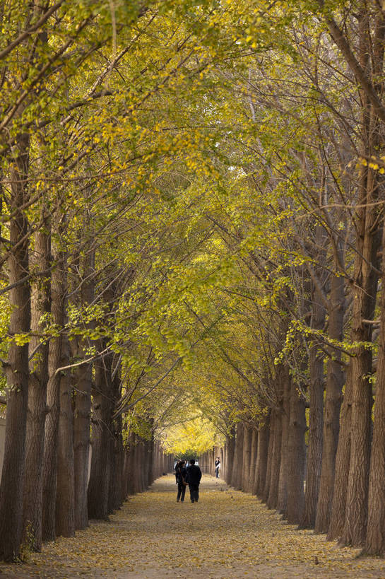 竖图,彩色,室外,白天,旅游,度假,美景,名胜古迹,树林,标志建筑,道路,地标,建筑,路,银杏树,北京,中国,游人,遗迹,图片,景观,小路,黄叶,落叶,交通,古迹,文物,娱乐,建设,古建筑,天空,自然,享受,休闲,旅游胜地,安静,放松,竖,摄影,乡间小路,风光,笔直,中国文化,自然风光,古文明,秋天,旅行,钓鱼台,bj174