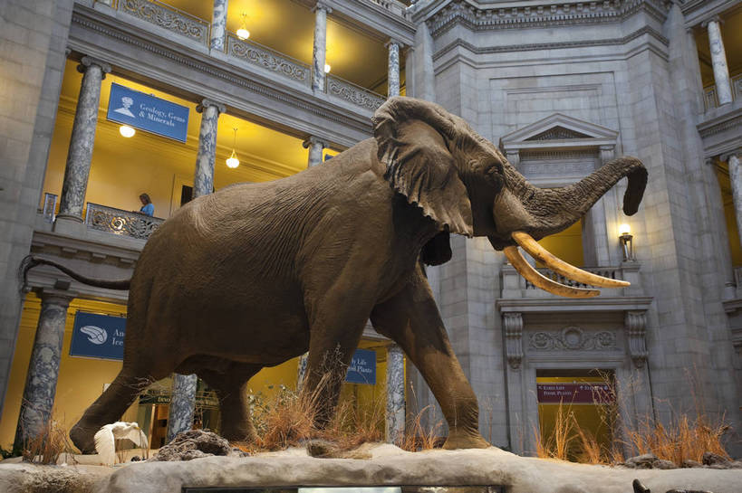无人,博物馆,横图,彩色,室内,特写,白天,旅游,建筑,大象,雕塑,华盛顿,美国,科学,标本,雕像,图片,辉煌,历史,现代建筑,动物,旅游胜地,摄影,展览,科普,文明,细节,发展,繁荣,旅行,国家自然历史博物馆,bj174