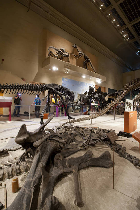 骨骼,博物馆,竖图,彩色,室内,特写,白天,旅游,建筑,雕塑,华盛顿,美国,游客,科学,化石,标本,雕像,图片,辉煌,历史,现代建筑,动物,旅游胜地,摄影,恐龙,展览,尸体,科普,文明,细节,发展,繁荣,尸身,遗体,旅行,尸首,国家自然历史博物馆,bj174