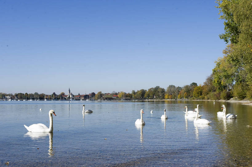 无人,横图,彩色,室外,白天,旅游,度假,湖,美景,名胜古迹,森林,别墅,标志建筑,地标,建筑,德国,遗迹,图片,湖畔,建筑群,古迹,文物,娱乐,建设,古建筑,慕尼黑,树,自然,动物,湖水,享受,休闲,旅游胜地,放松,摄影,风光,宁静,高贵,古文明,基姆湖,旅行,居住区,bj174
