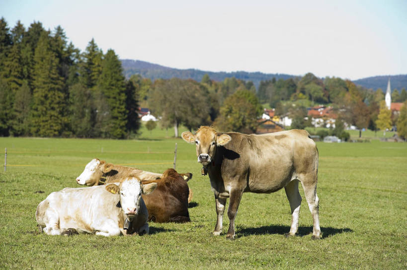 无人,横图,彩色,室外,白天,旅游,度假,草坪,美景,名胜古迹,田园,标志建筑,地标,建筑,牛,德国,遗迹,图片,乡村,古迹,文物,娱乐,建设,古建筑,树,自然,动物,村庄,享受,休闲,旅游胜地,放松,摄影,风光,牧牛,古文明,旅行,菲森,bj174