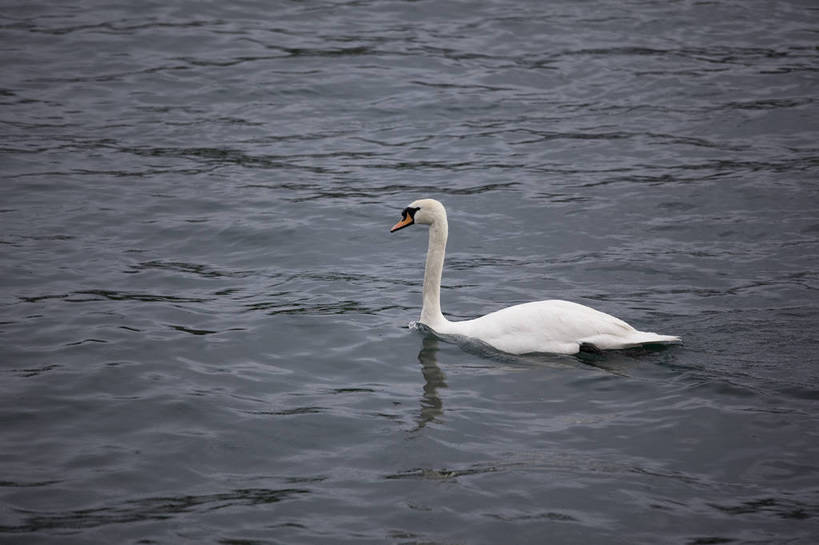 横图,彩色,室外,白天,旅游,湖,美景,天鹅,瑞士,图片,卢塞恩湖,天空,自然,动物,旅游胜地,摄影,风光,高贵,白天鹅,旅行,bj174