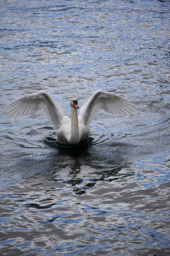 竖图,彩色,室外,白天,旅游,湖,美景,天鹅,瑞士,图片,卢塞恩湖,天空,自然,动物,旅游胜地,竖,摄影,风光,高贵,白天鹅,旅行,bj174