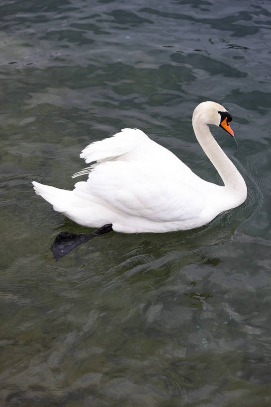 竖图,彩色,室外,白天,旅游,湖,美景,天鹅,瑞士,图片,卢塞恩湖,天空,自然,动物,旅游胜地,竖,摄影,风光,高贵,白天鹅,旅行,bj174