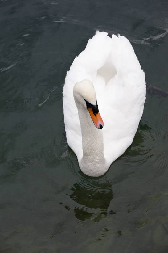 竖图,彩色,室外,白天,旅游,湖,美景,天鹅,瑞士,图片,卢塞恩湖,天空,自然,动物,旅游胜地,竖,摄影,风光,高贵,白天鹅,旅行,bj174