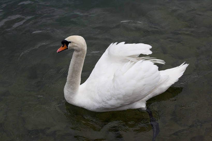 横图,彩色,室外,白天,旅游,湖,美景,天鹅,瑞士,图片,卢塞恩湖,天空,自然,动物,旅游胜地,摄影,风光,高贵,白天鹅,旅行,bj174